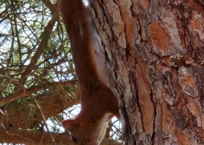 Lumineuse Dans Pinede Calme Et Reposante Location Du Dimanche Au Dimanche Βίλα *